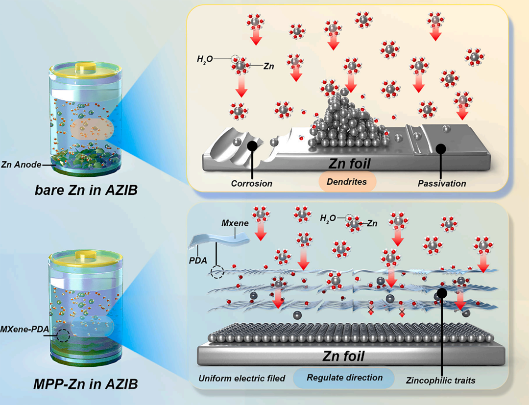 bet356体育用于稳定且无枝晶的锌金属电池的多功能MXene-多孔聚多巴胺界面(图1)