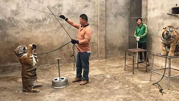bet356体育中国马戏团之死(图8)