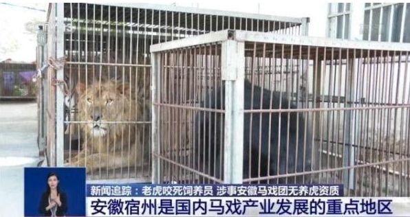 bet356体育中国马戏团之死(图11)